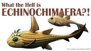 What the Hell is Echinochimaera?!