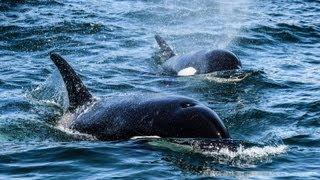 Transient Killer Whales Hunting and Killing Harbor Seals (HD)