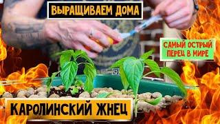 Каролинский Жнец (Carolina Reaper) выращиваем дома самый острый в мире перец. Часть 1