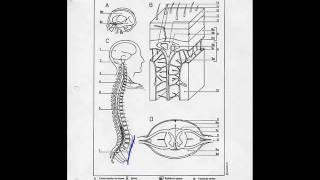 Brain and Spinal cord