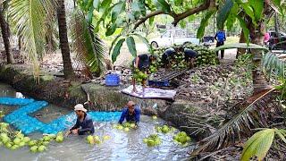 Fruits Heaven! Amazing Hard Workers Cut Fruits Like Ninjas