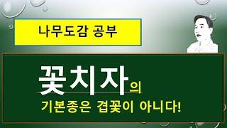 꽃치자의 기본종은 겹꽃이 아니다 : 치자나무 vs 꽃치자