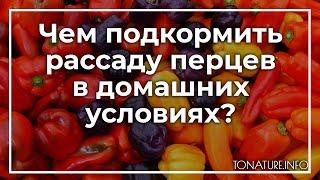 Чем подкормить рассаду перцев в домашних условиях? | toNature.Info