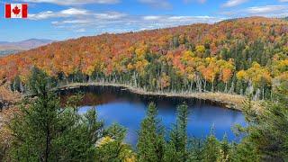 Hiking in Saint Donat, Quebec/Beautiful maple leaf/Canada 