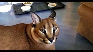 Floppa meow (REAL)