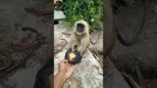 Hanuman