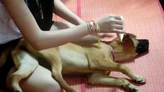 Smart Dog Playing With Cute Girl At Home - How to play with Smart dog (Part4)