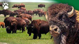 The triumph of the bison: the largest animal in Europe - Wildlife documentary - AMP