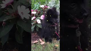 Adorable Black Pomeranian Puppy  #cutedog #adorable #cutenessoverload #doglover #shorts