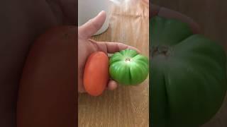 FÁCIL OBTEN TU SEMILLAS DE TOMATE