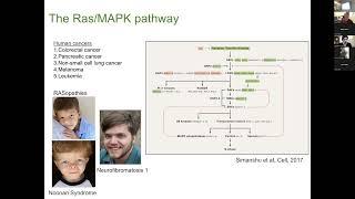 MCHRI Seminar Series: Oncogenic Pathways Provide Clue to the Etiology of Neuropsychiatric Conditions
