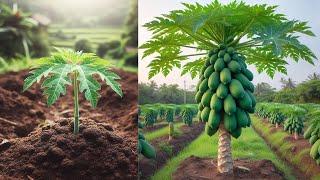 I'm looking to create a new soil for plant propagation | how to grow papaya tree