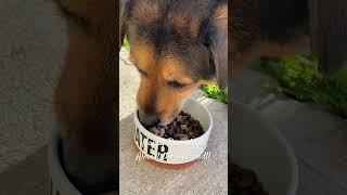 Dog eating pebbles and meat with a little bit of ramen  #rescuedog #asmr #dogasmr