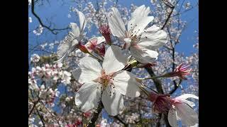 Tokyo Music Walker - Colorful Flowers