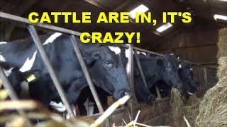 CATTLE ARE IN, ITS CRAZY!