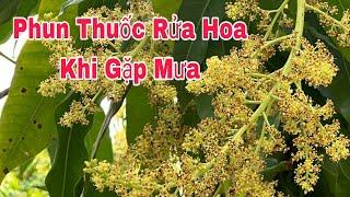 Phun Thuốc Rửa Hoa Khi Gặp Mưa | VTK.CHANNEL