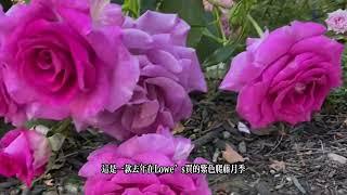 品种介绍（19）最耐寒的紫色爬藤月季The most cold-resistant purple climbing  rose