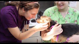 Union Lake Veterinary Hospital - Our Vision