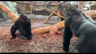 Silverback Gorilla Mbeli Introduced to his Female Troop - Cincinnati Zoo