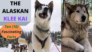 The Alaskan Klee Kai - Must Watch - 10 Fascinating Facts (Including Size)!