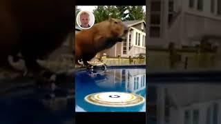 Capybara Dive | Joe Reviews Animals