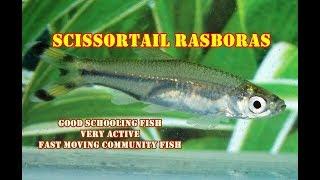 Scissor Tail Rasbora | Very Active & Fast Moving Schooling Fish | Full Review