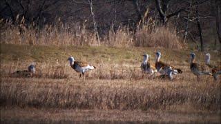 Great bustards (Otis tarda) in the Upper-Kiskunság steppe area (Hungary) - 2022.