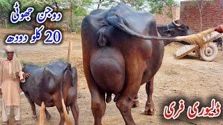 Biggest puire udder ravi buffalo20 kg milk by hand|Earn from buffalo