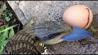 Amazing Expanding Blue-Tongue