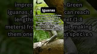 FACTS to KNOW about IGUANAS: Nature Unleashed!!! #shorts #facts