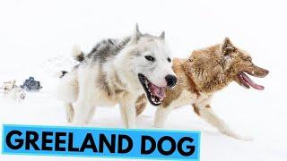 Greenland Dog - TOP 10 Interesting Facts