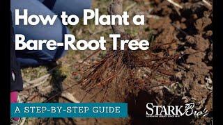 How to Plant a Bare-Root Tree | Easy Step-by-Step Guide