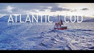 Atlantic Cod by Noordzee International