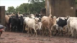 ILRI, livestock research, and the global development agenda