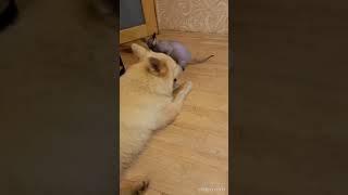 сфинкс уговаривает овчарку поиграть