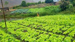 MOSTRANDO AS VERDURAS DO NOSSO SÍTIO EM UM DIA CHUVOSO.