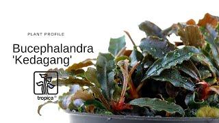 Bucephalandra 'Kedagang'