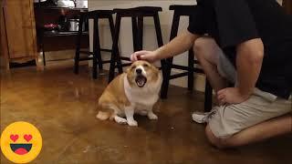 Cutest Corgis | Best compilation