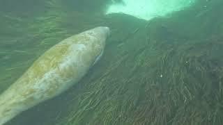 Manatee!