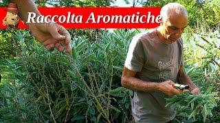 I Segreti della raccolta di Salvia e Rosmarino