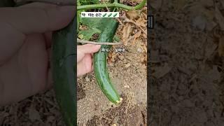 “직접 키운 오이, 따는 순간이 찐 힐링” #shorts #귀여운녀석들 #오이농사