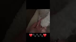 너~무 귀여운 앙꼬의 손 KTX 타고 가느라 힘들었을텐데 손 달라고 하니 또 주네 너무 예뽀🫶 #강아지 #비숑