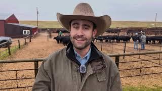 Angus Cattle on Display: 50th Montana Angus Tour