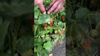 Купчиха 22 июня #огород #дача #сад #рецепт #овощи #цветы
