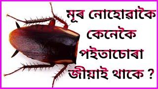 Assamese facts video | Facts video assamese | Facts video | Gk assam | Assamese gk | Assamese video