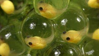 Escape Hatch: The Tough Choices of Treefrog Embryos