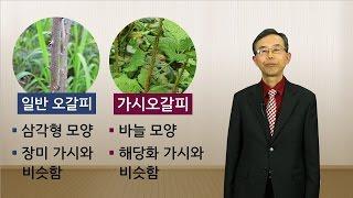 건강차 추천 가시오갈피차(오가피차)_원광디지털대학교 한방건강학과 김규열 교수