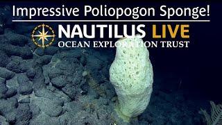 Impressive Poliopogon Sponge with Tiny Snails | Nautilus Live