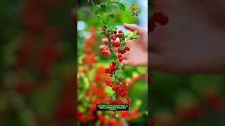 Harvesting Firethorn Berries