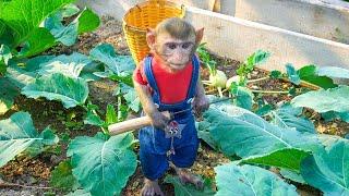 Lovely MiMi works hard on the farm, helping mom harvest a bountiful harvest